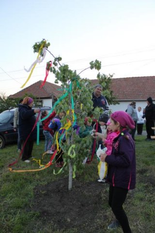 2017 Szent Iván éji tűzgyújtás, Májusfa állítás