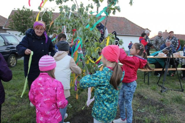2017 Szent Iván éji tűzgyújtás, Májusfa állítás