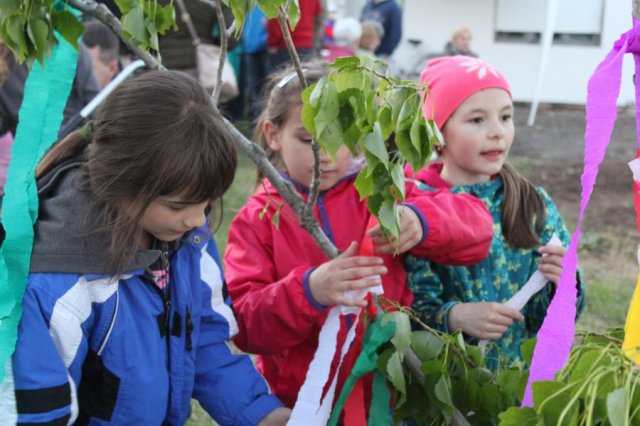 2017 Szent Iván éji tűzgyújtás, Májusfa állítás