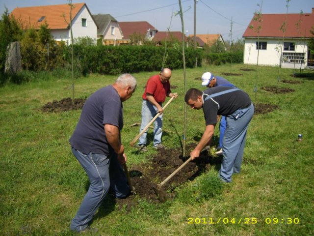 Faültetés 2011