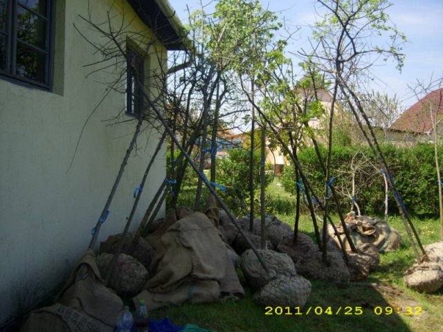 Faültetés 2011