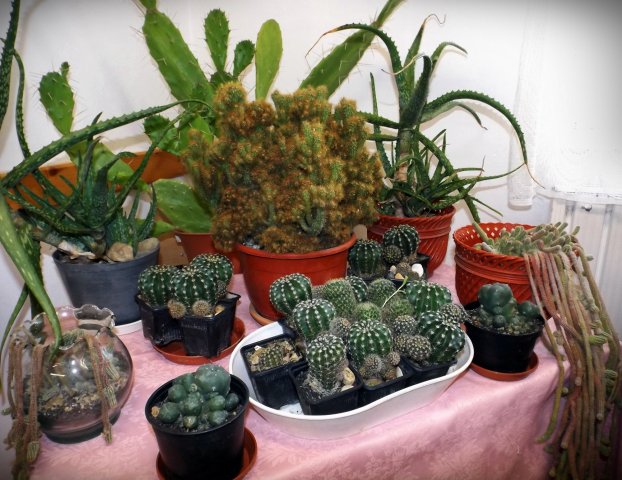 Egyedi tárgyak, gyűjtemények kiállítása