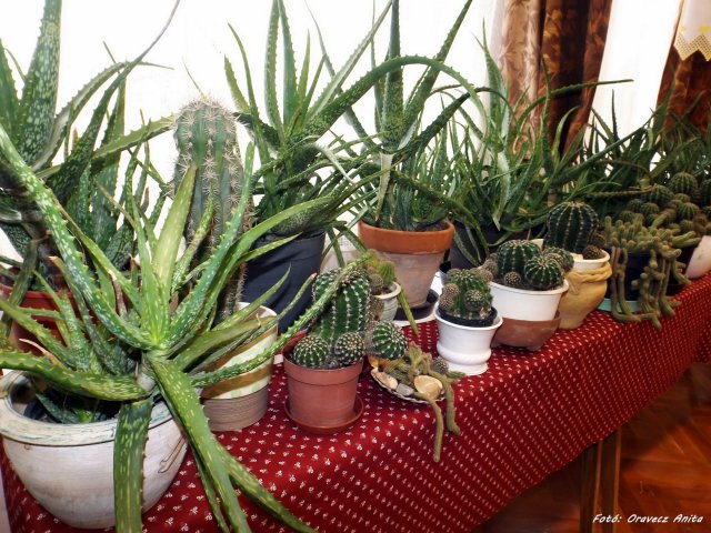 Egyedi tárgyak, gyűjtemények kiállítása